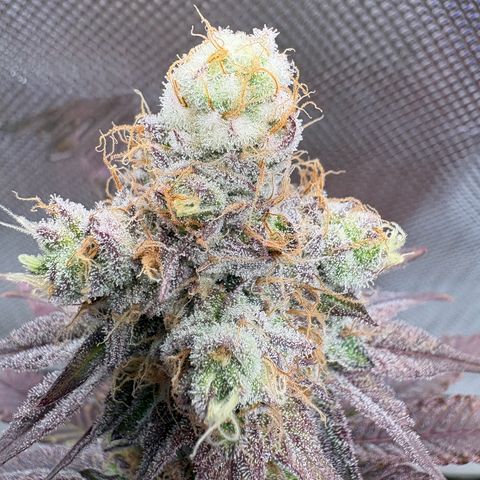 Tropicana Cherry growlog timeline photo