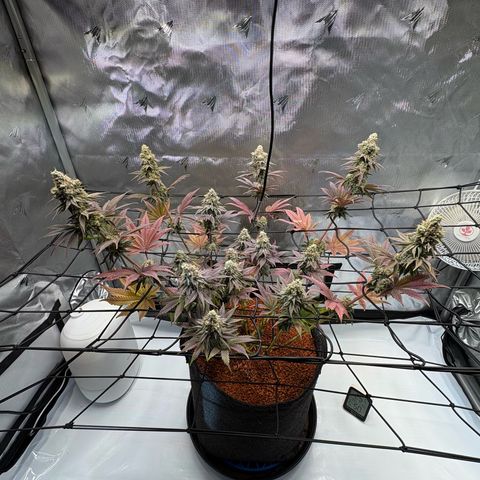 Tropicana Cherry growlog timeline photo