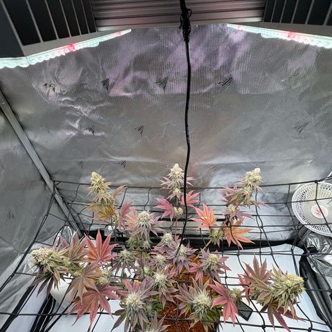 Tropicana Cherry growlog timeline photo