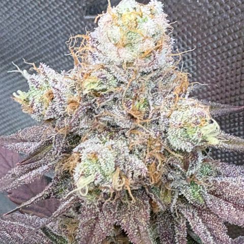 Tropicana Cherry growlog timeline photo
