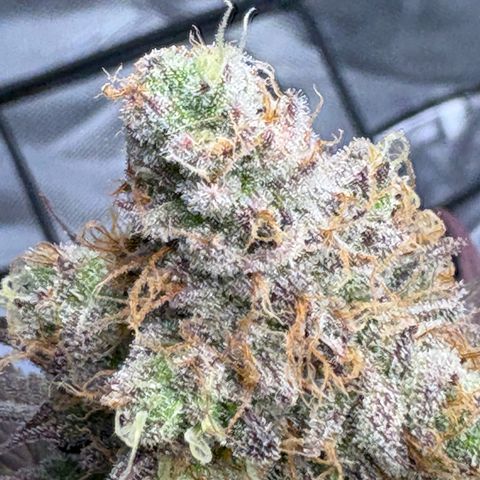 Tropicana Cherry growlog timeline photo