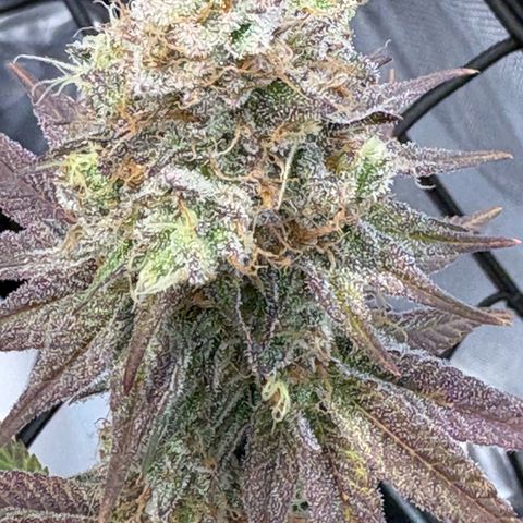Tropicana Cherry growlog timeline photo