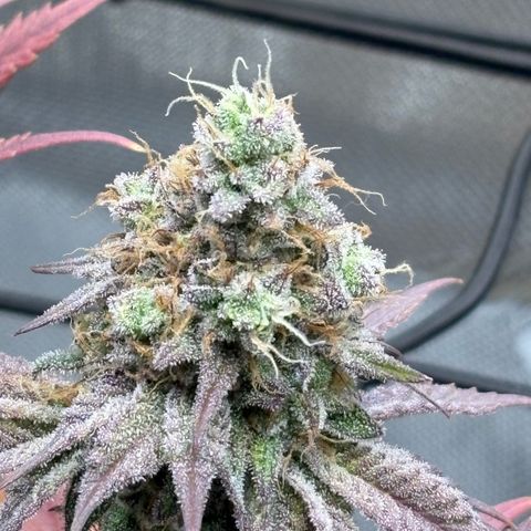 Tropicana Cherry growlog timeline photo