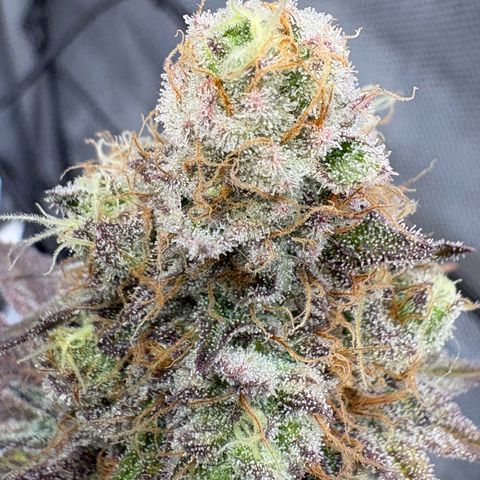 Tropicana Cherry growlog timeline photo
