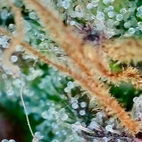 Tropicana Cherry growlog timeline photo