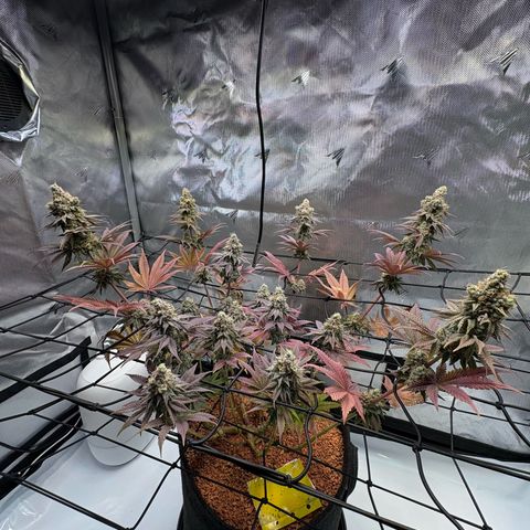 Tropicana Cherry growlog timeline photo