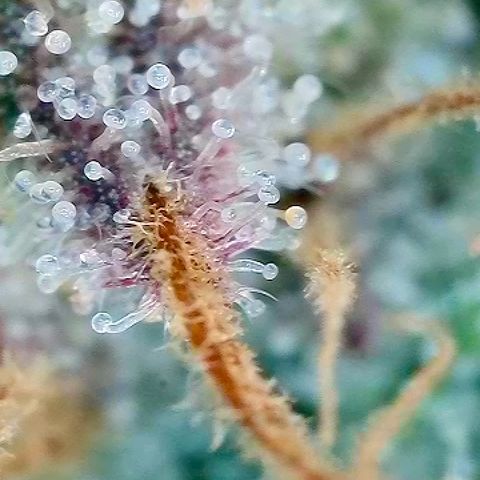 Tropicana Cherry growlog timeline photo