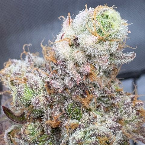 Tropicana Cherry growlog timeline photo