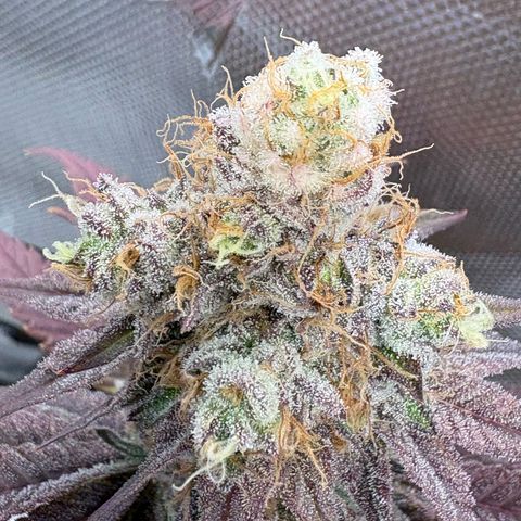 Tropicana Cherry growlog timeline photo