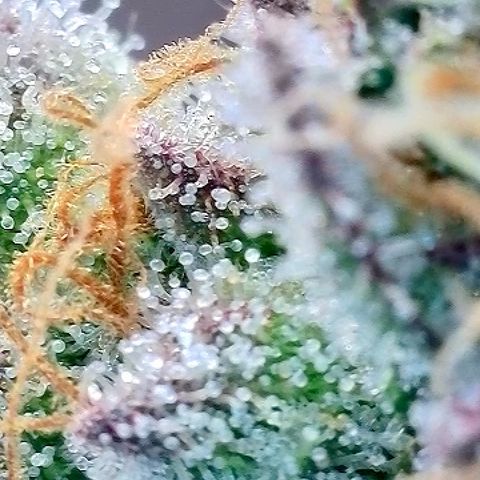 Tropicana Cherry growlog timeline photo