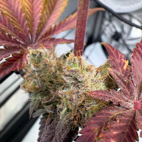 Tropicana Cherry growlog timeline photo