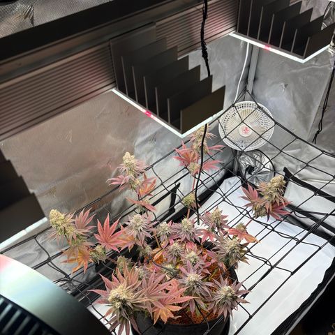 Tropicana Cherry growlog timeline photo