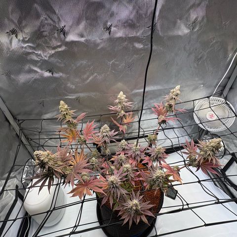 Tropicana Cherry growlog timeline photo