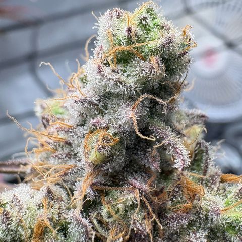 Tropicana Cherry growlog timeline photo