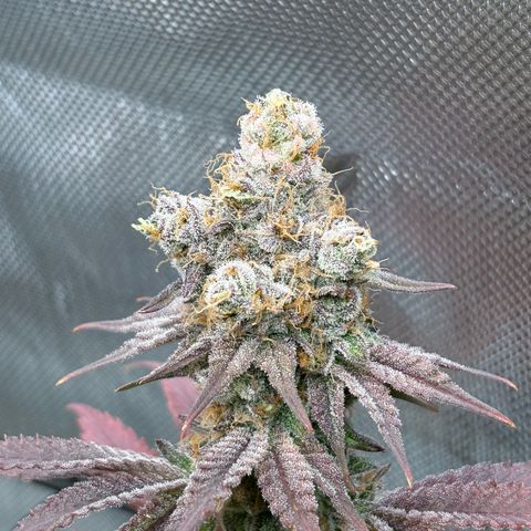 Tropicana Cherry growlog timeline photo