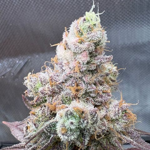 Tropicana Cherry growlog timeline photo