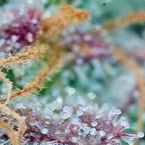 Tropicana Cherry growlog timeline photo