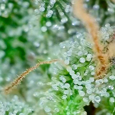 Tropicana Cherry growlog timeline photo