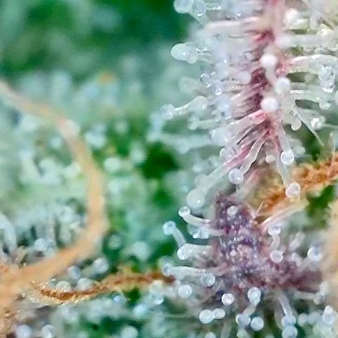 Tropicana Cherry growlog timeline photo