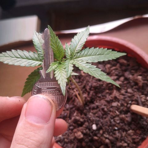 1 growlog in Outdoor