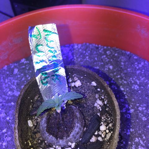 GS1 growlog timeline photo