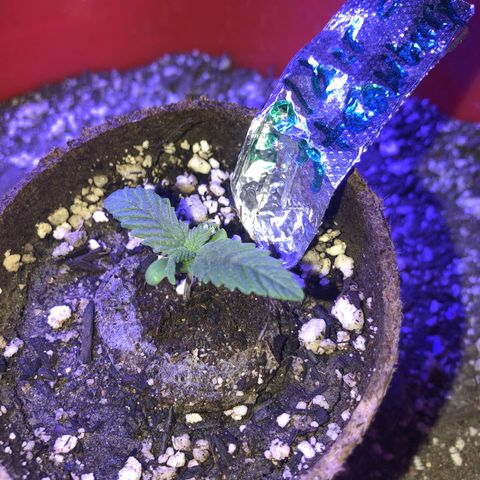 Gs2 growlog timeline photo