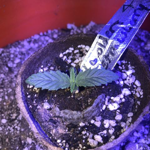 Gs4 growlog timeline photo