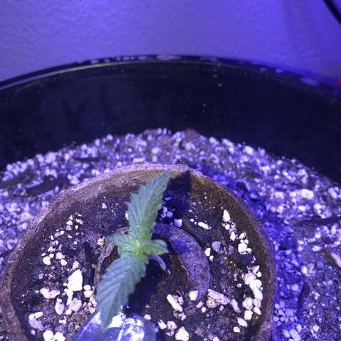 Koko 1 growlog timeline photo
