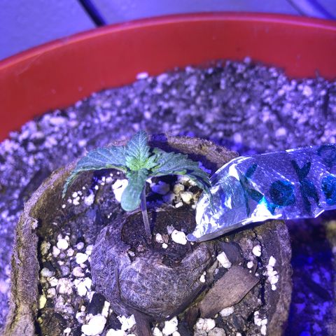 Koko2 growlog timeline photo
