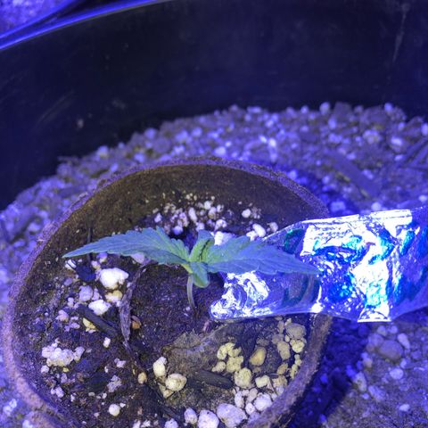 Rw1 growlog timeline photo