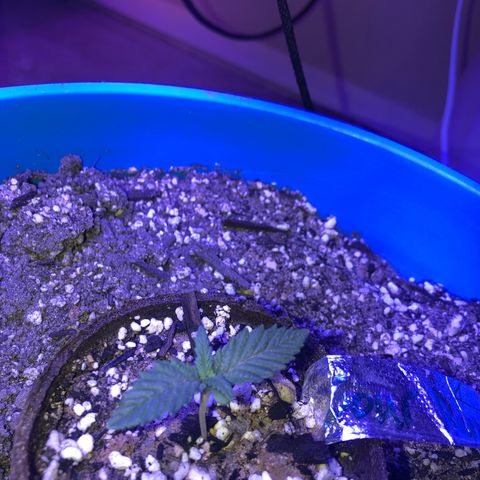 Sour randy 1  growlog timeline photo