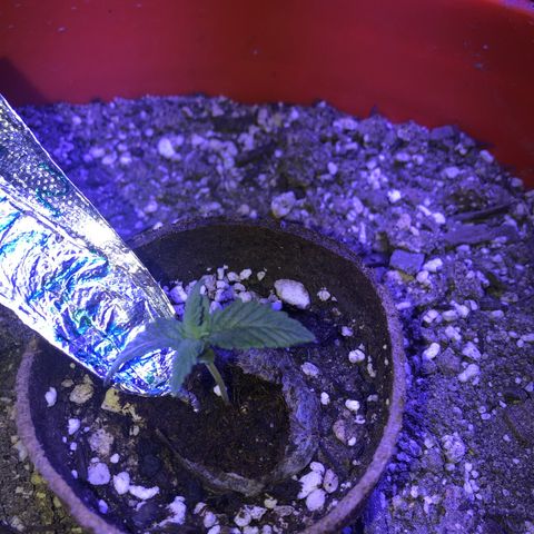 Sour randy 2 growlog timeline photo