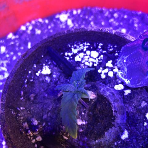 GS1 growlog timeline photo