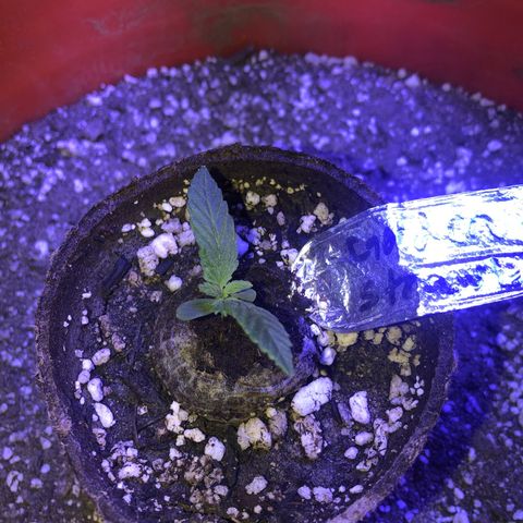 Gs3 growlog timeline photo