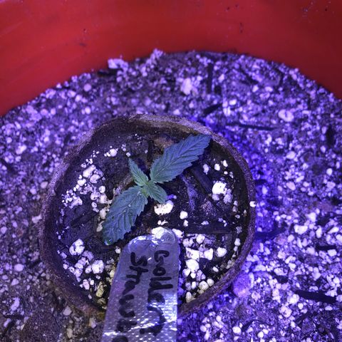 Gs4 growlog timeline photo