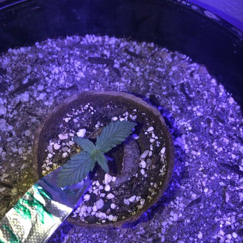 Koko 1 growlog timeline photo