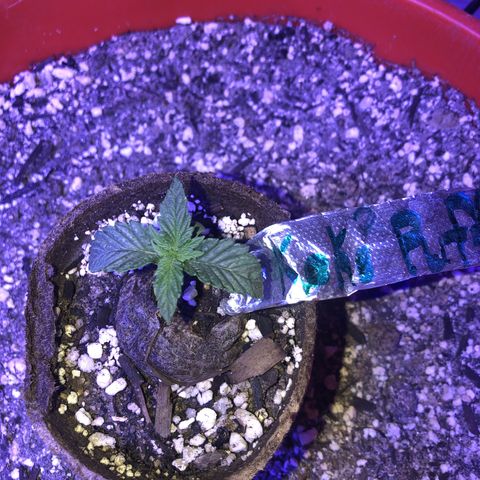 Koko2 growlog timeline photo