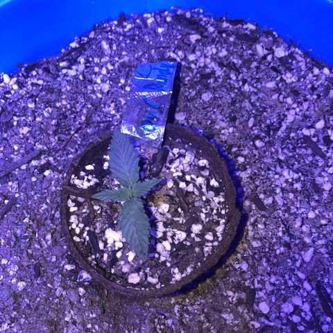 Sour randy 1  growlog timeline photo