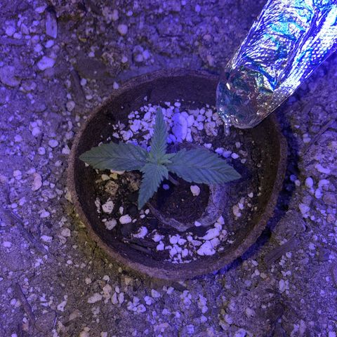 Sour randy 2 growlog timeline photo