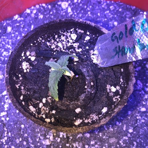 GS1 growlog timeline photo