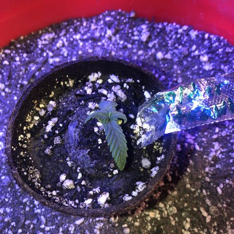 Gs2 growlog timeline photo