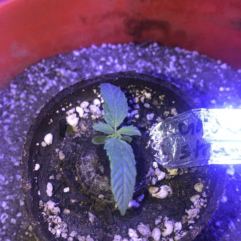 Gs3 growlog timeline photo