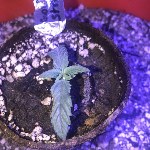 Gs4 growlog timeline photo