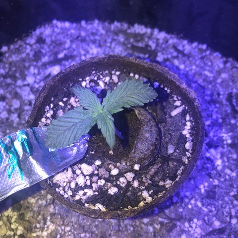 Koko 1 growlog timeline photo
