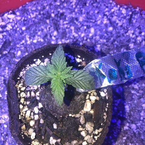 Koko2 growlog timeline photo