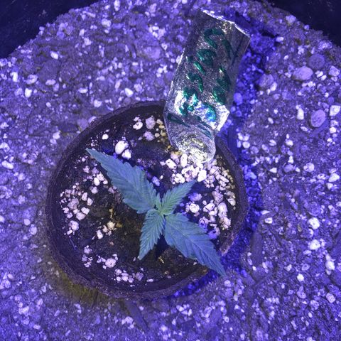 Rw1 growlog timeline photo