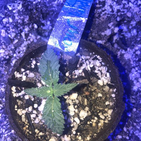 Sour randy 1  growlog timeline photo