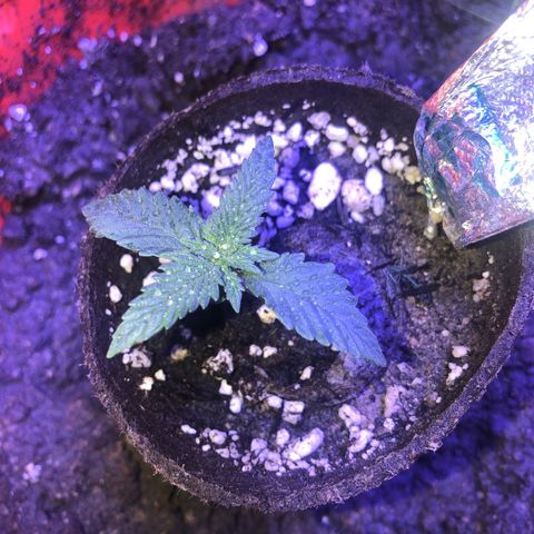 Sour randy 2 growlog timeline photo