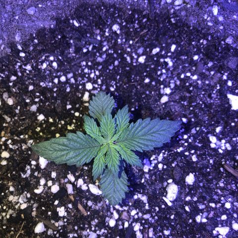 Koko 1 growlog timeline photo