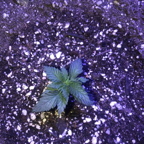 Koko2 growlog timeline photo